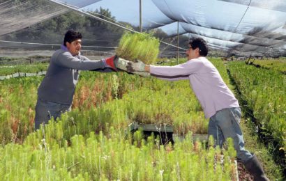 CGE distribuirá 200 mil árboles para reforestar zonas urbanas