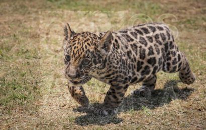 Presentan a cachorra de jaguar nacida en Zoológico de Tlaxcala
