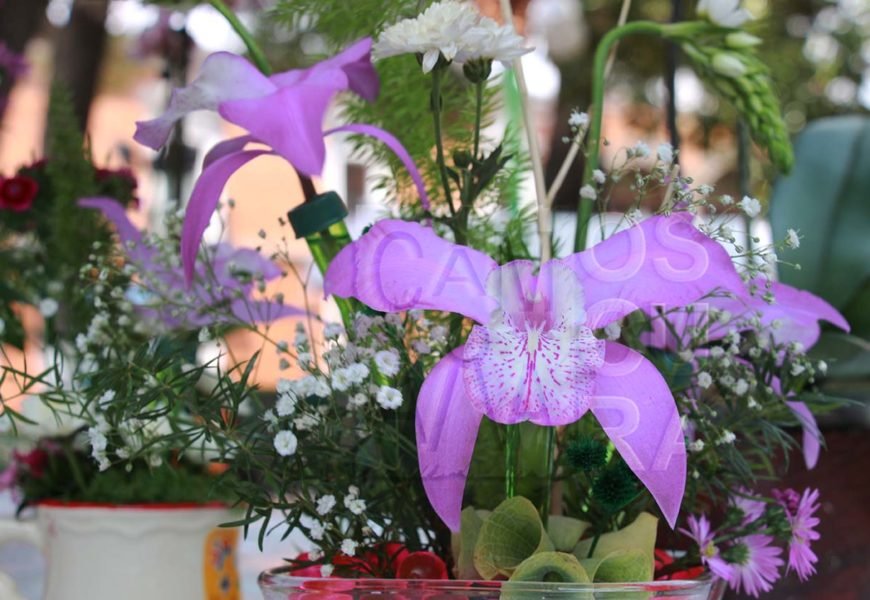Pobladores de Belén realizan expo-venta de orquídeas por el día de las madres