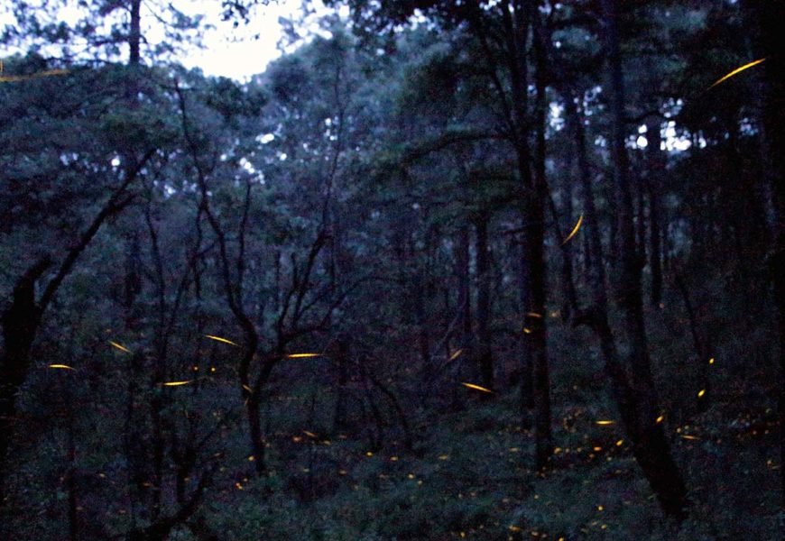 Secture supervisa rutas de acceso de los centros de avistamiento de luciérnagas