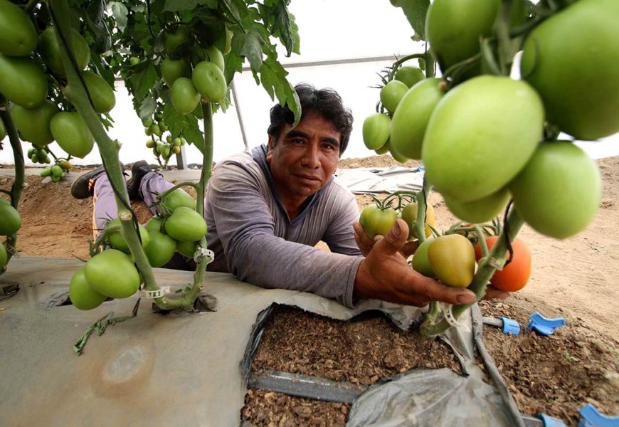 En rehabilitación de invernaderos se han invertido más de 1.5 mdp