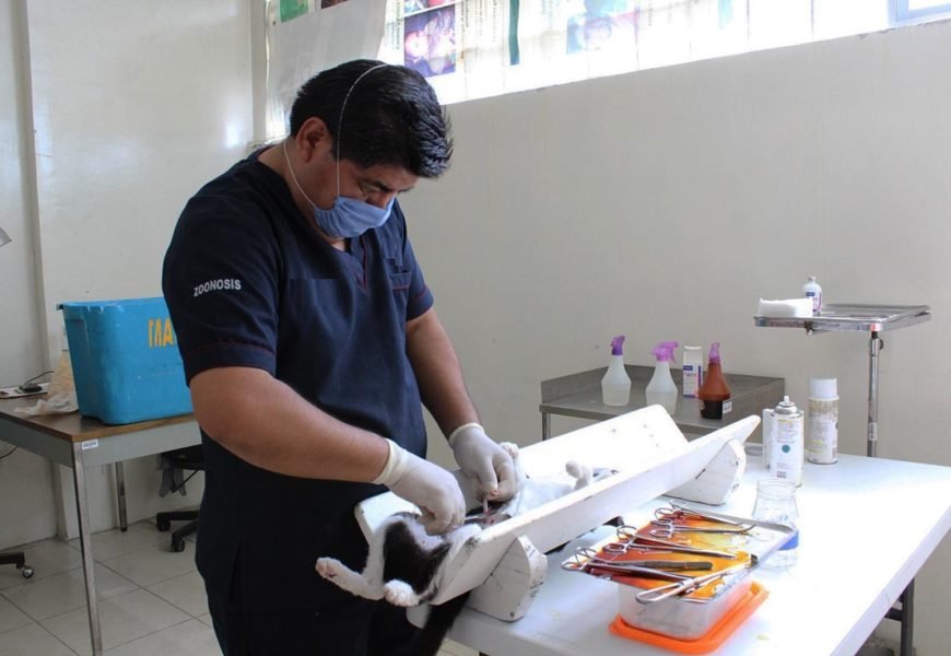 Sesa esterilizó a más de 7 mil 200 mascotas mediante jornadas gratuitas