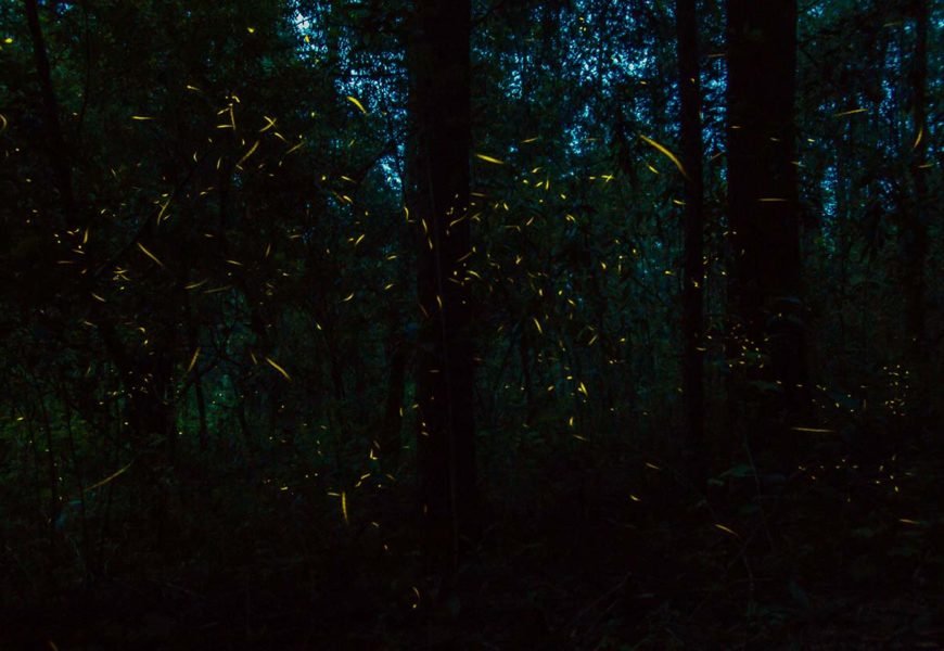 Presentan convocatoria para participar en concurso de dibujo sobre el Santuario de las Luciérnagas