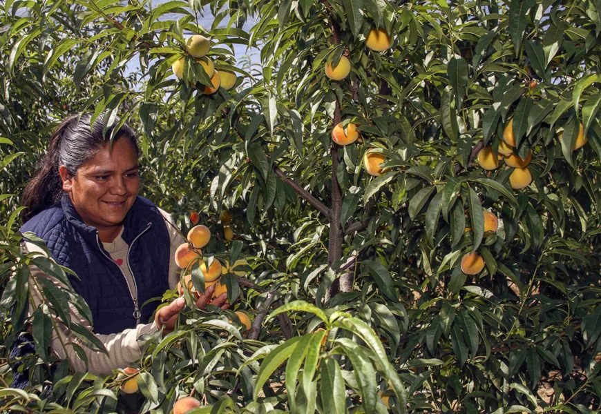Ponen en marcha Programa de Desarrollo Rural Sefoa y Sader