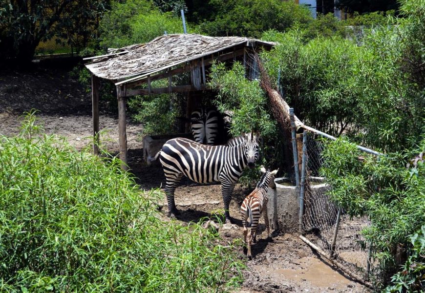 Zoológico de Tlaxcala registra nacimiento de una cebra
