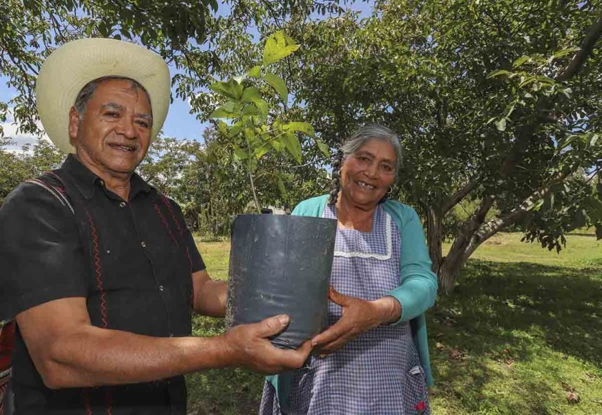 Programa Concurrencia garantiza apoyo a las familias del campo: SEFOA Programa Concurrencia garantiza apoyo a las familias del campo: SEFOA