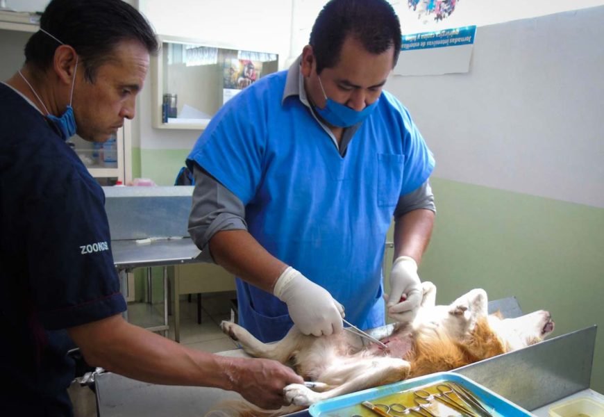 “Jornadas Gratuitas de Esterilización» visitaron 17 municipios en este mes “Jornadas Gratuitas de Esterilización» visitaron 17 municipios en este mes
