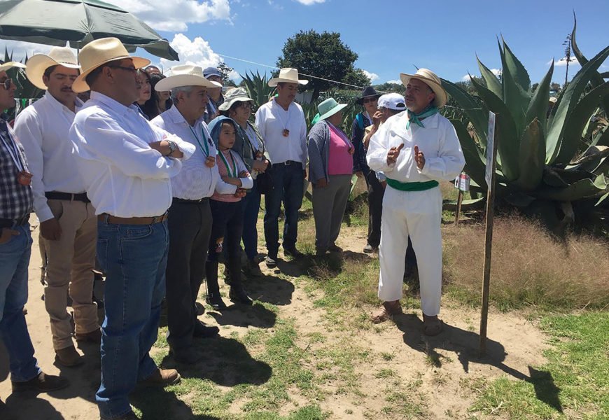 Se registran avances en la cadena del maguey: SEFOA Se registran avances en la cadena del maguey: SEFOA