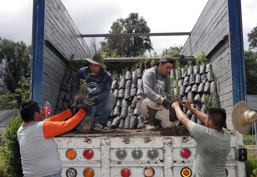 CONCLUYE CGE REFORESTACIÓN EN LA MALINCHE CON 250 MIL ÁRBOLES