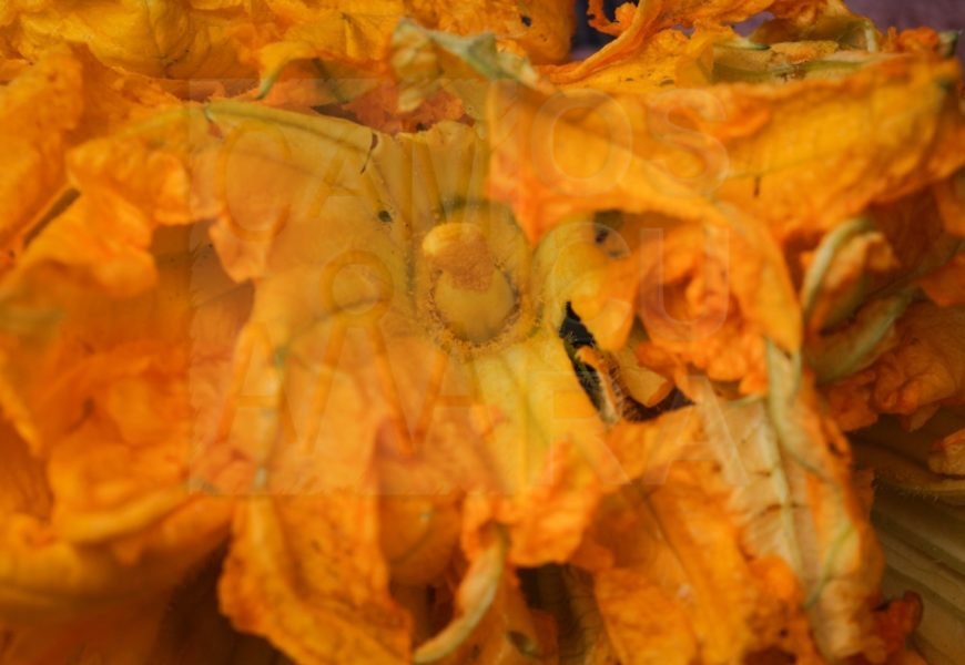 Temporada de flores de calabaza