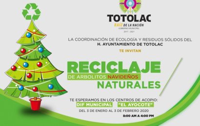 Abre Totolac centros de acopio de árbolitos navideños naturales