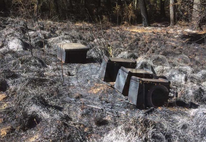 Denuncian apicidio: 150,000 abejas murieron en Cuahuixmatlac por incendios