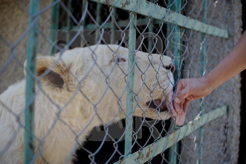 Animales gozan de buena salud, pandemia no los ha afectado en el Zoológico de Tlaxcala