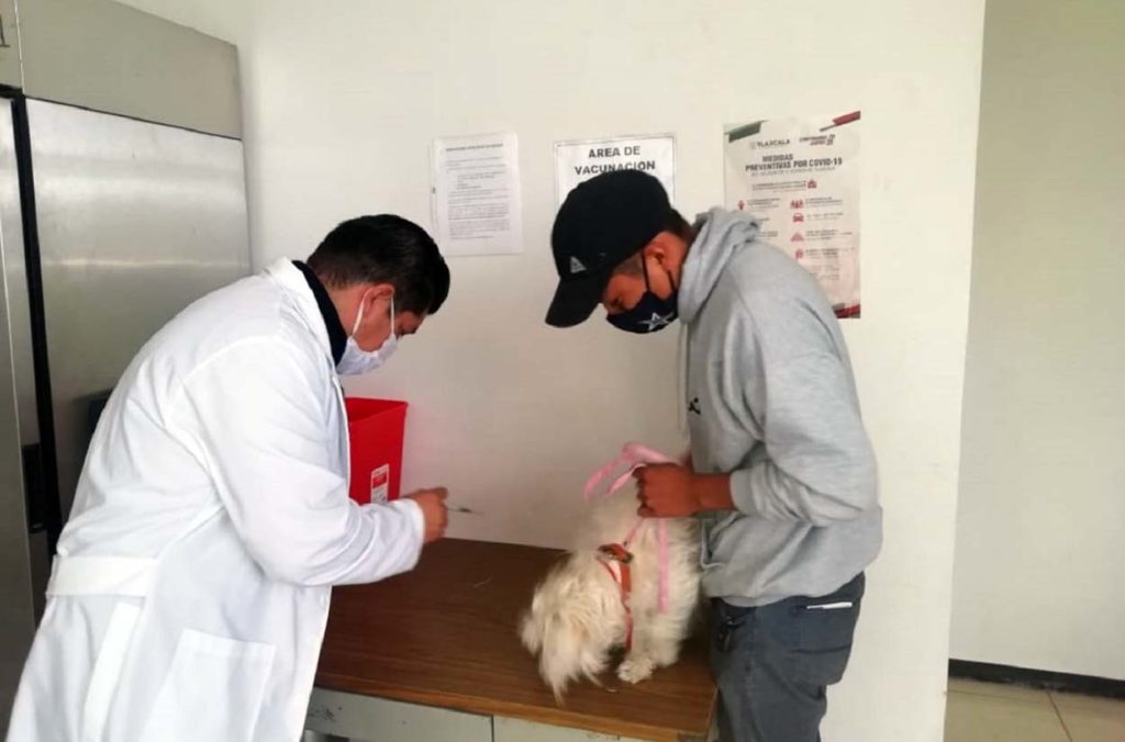 Brinda módulo canino servicio de vacunación bajo protocolos de seguridad sanitaria ante Covid-19