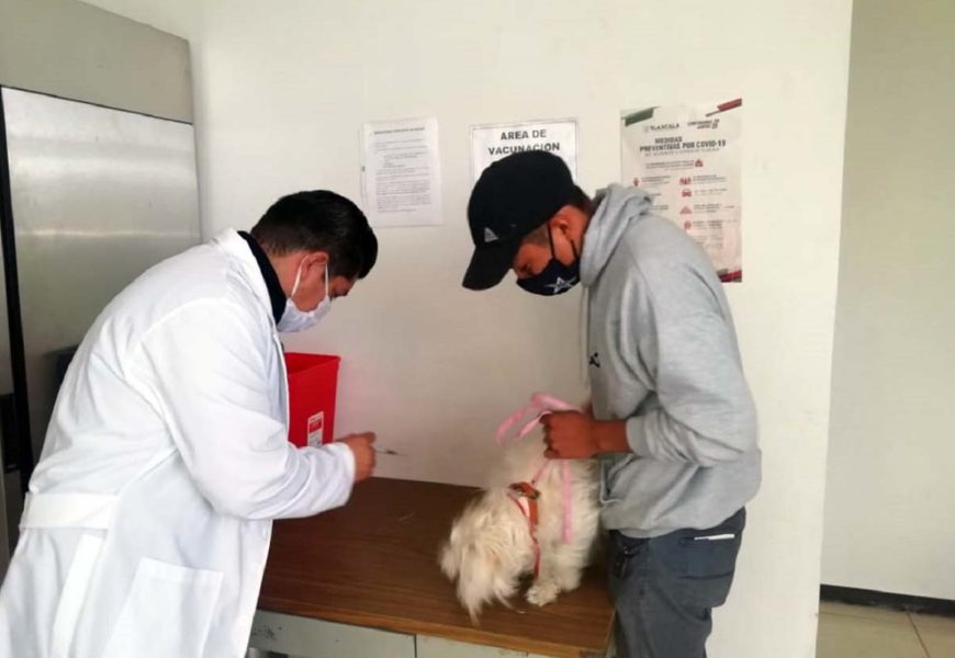 Brinda módulo canino servicio de vacunación bajo protocolos de seguridad sanitaria ante Covid-19