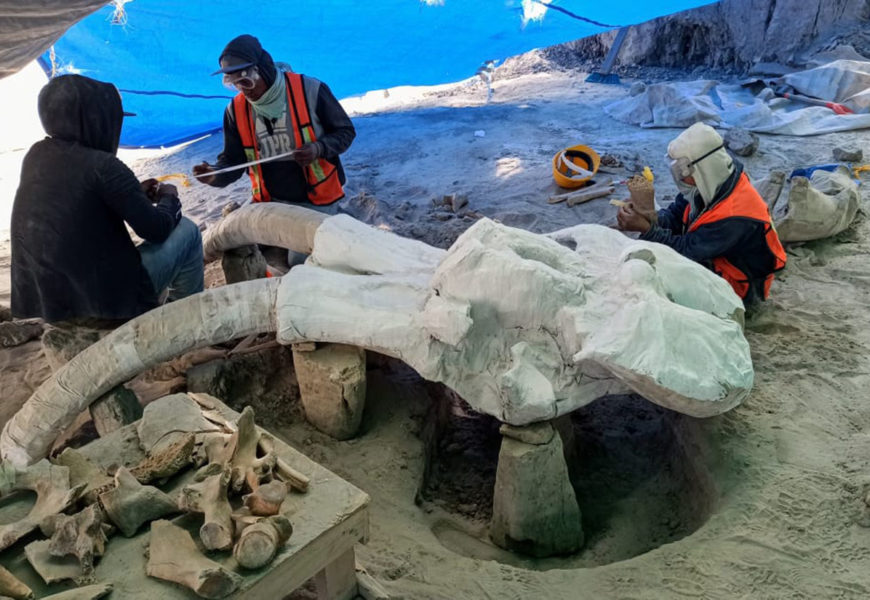 INAH comenzará estudio multidisciplinario de yacimientos de mamuts en Santa Lucía y Tultepec II, Estado de México