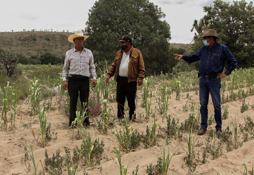 Supervisan afectaciones a cultivos básicos en la zona oriente del estado