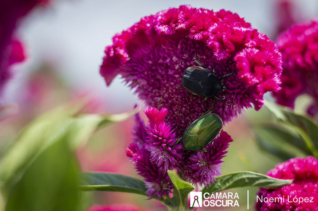 El valor cultural de la flor de cempasúchil y el terciopelo - Cámara Oscura