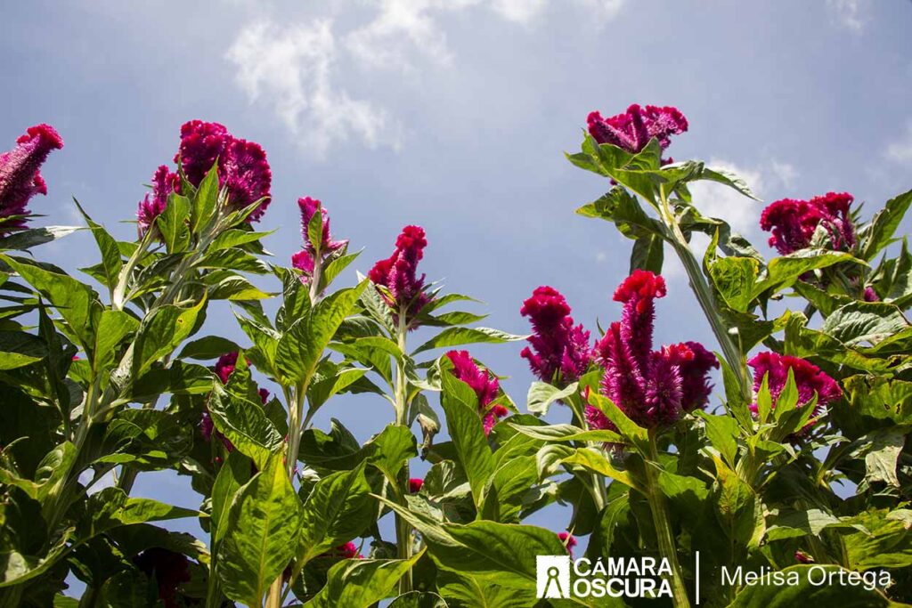 El valor cultural de la flor de cempasúchil y el terciopelo - Cámara Oscura El valor cultural de la flor de cempasúchil y el terciopelo - Cámara Oscura