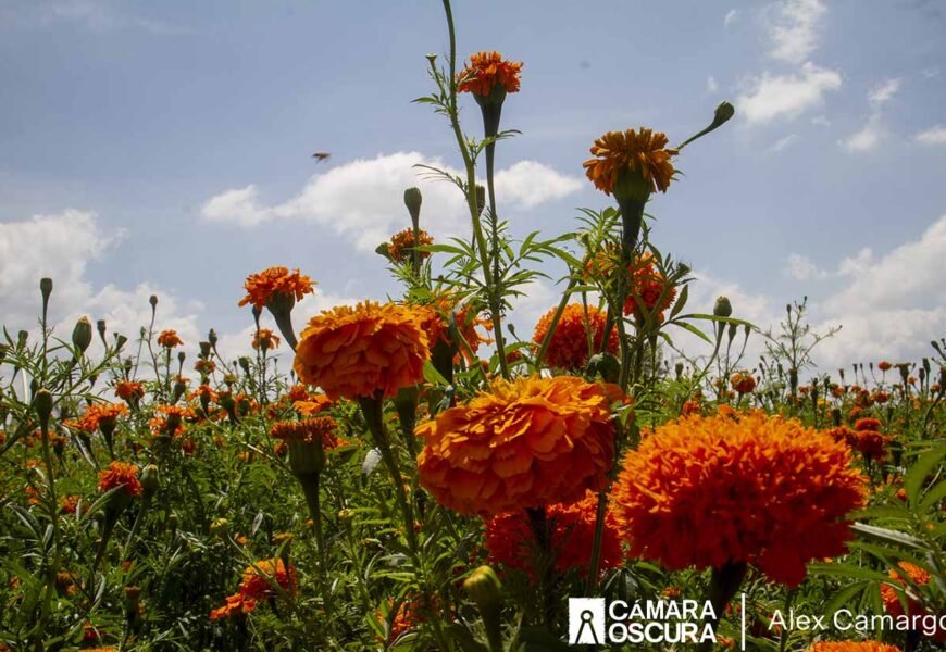 El valor cultural de la flor de cempasúchil y el terciopelo El valor cultural de la flor de cempasúchil y el terciopelo
