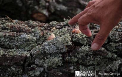 Tlalcuapan, la comunidad más afectada por escarabajo descortezador