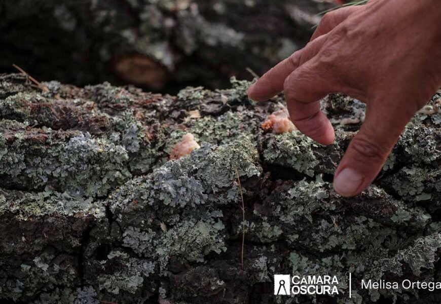 Tlalcuapan, la comunidad más afectada por escarabajo descortezador