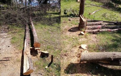 Tras talar más de 60 árboles, suspenden construcción de cancha en Xaloztoc