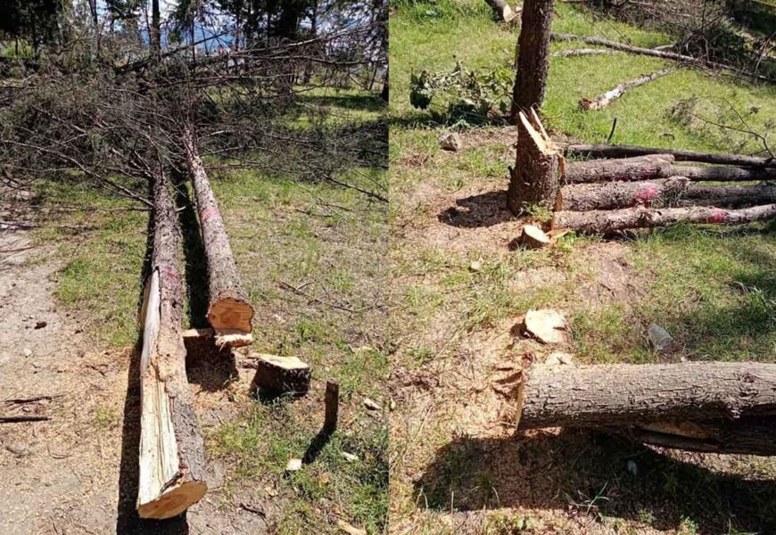 Tras talar más de 60 árboles, suspenden construcción de cancha en Xaloztoc