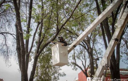 Comienzan a remover “Heno motita” del Parque Xicohténcatl