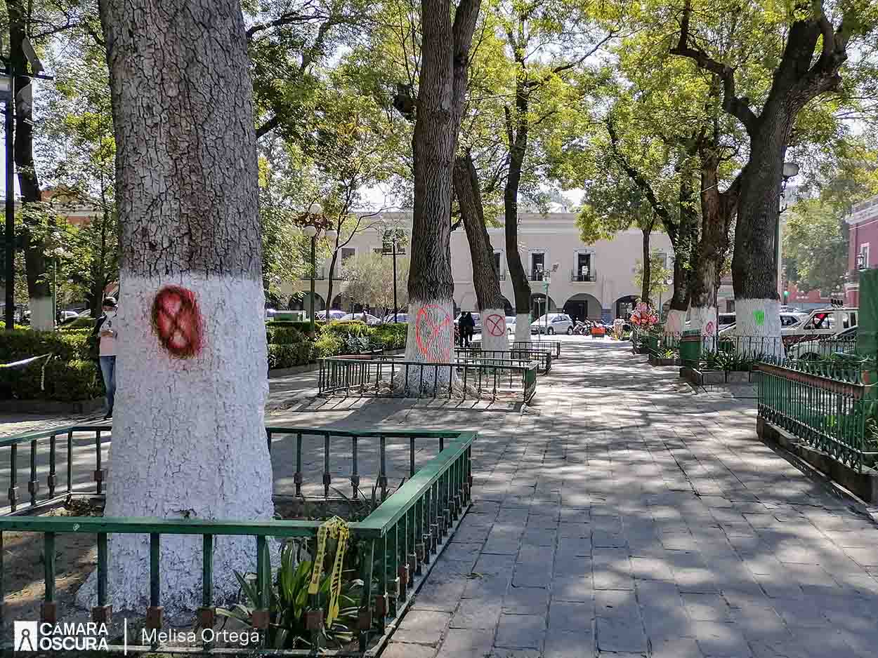 Con número considerable de árboles a derribar, comenzarán remodelación de parques de Tlaxcala