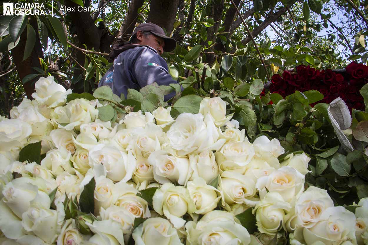 Pese a pandemia, cultivo y venta de rosas en el valle Puebla-Tlaxcala se mantuvo