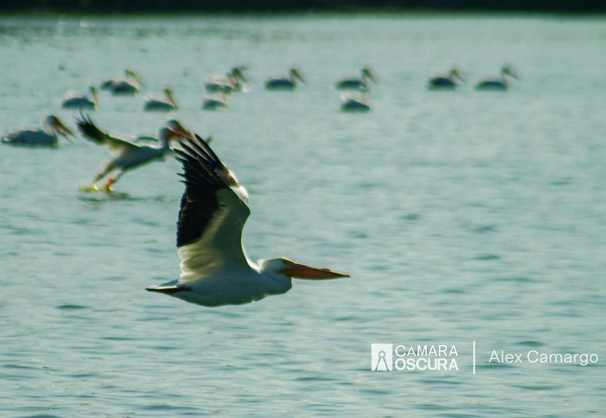 Pelícanos Blancos Americanos en la laguna de Acuitlapilco