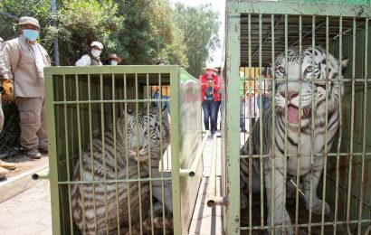 Parejas de Tigres de Bengala llega al Zoológico de Tlaxcala