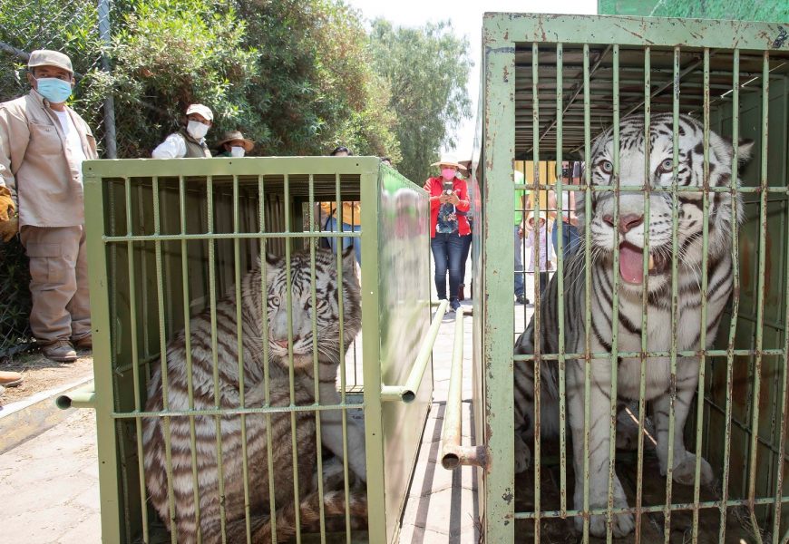 Parejas de Tigres de Bengala llega al Zoológico de Tlaxcala