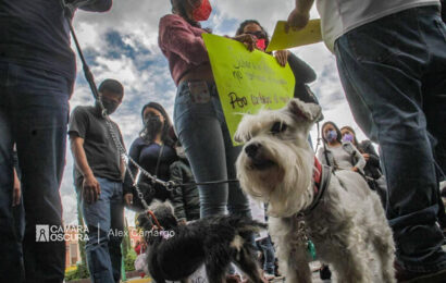 Activistas exigen aprobación de la ley de protección animal