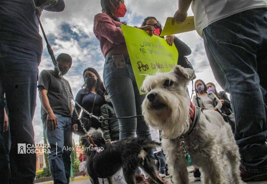 Activistas exigen aprobación de la ley de protección animal