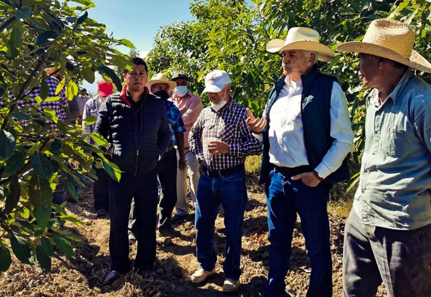 Impulsa Sefoa la producción de aguacate en el centro-sur del estado