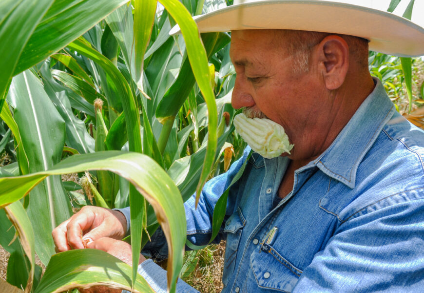 Anuncia Agricultura nuevo precio de garantía para pequeños productores de maíz en el 2022