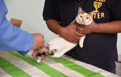Continúa campaña de esterilización de perros y gatos en comunidades de Tlaxcala Capital