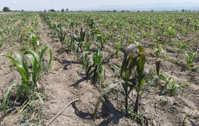Beneficia SADER a Tlaxcala con suministro de fertilizante