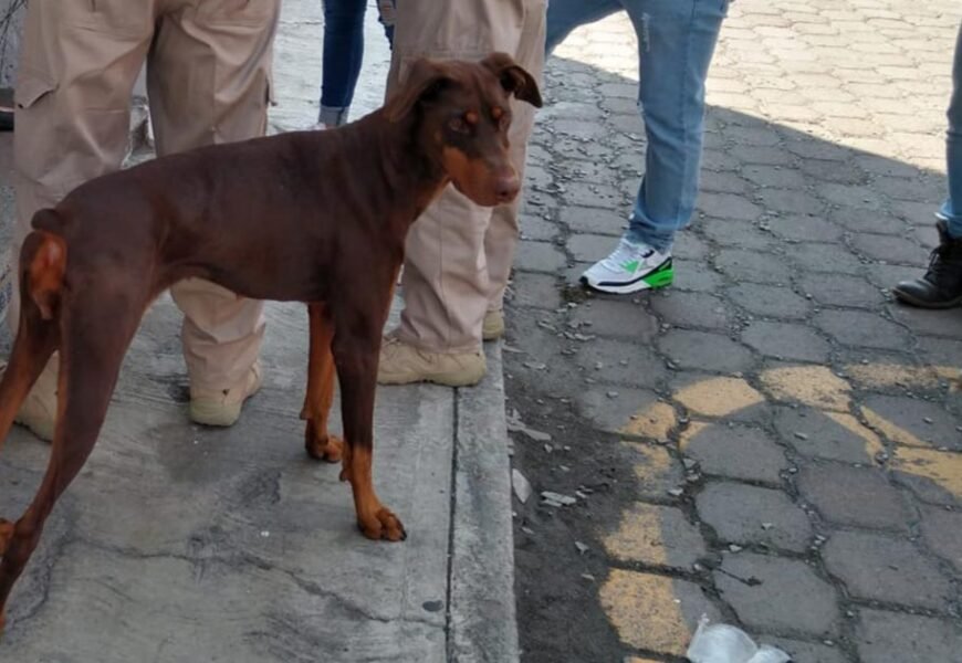 Invita Propaet a presentar denuncias por maltrato animal Invita Propaet a presentar denuncias por maltrato animal