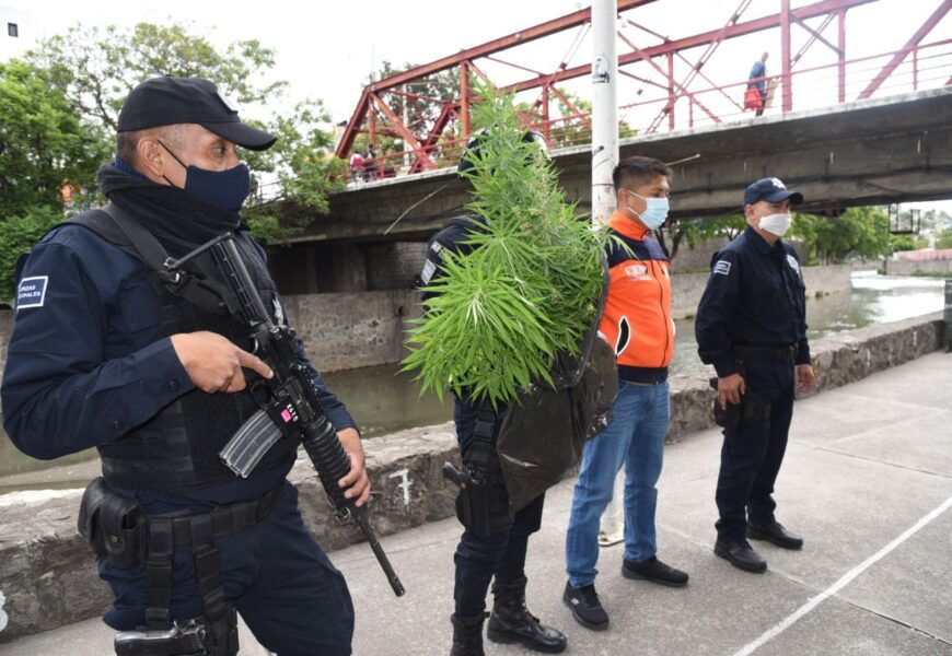 Asegura Policía de Tlaxcala Capital 20 plantas de cannabis sembradas en el Río Zahuapan