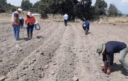 Impulsa SIA plan de manejo orgánico en 6 mil hectáreas del campo tlaxcalteca