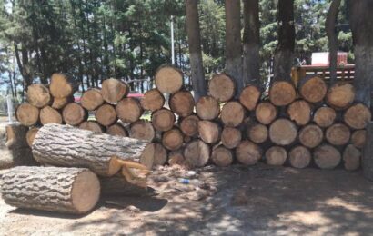 SMA Y SSC resguardan recurso forestal maderable en la Malinche