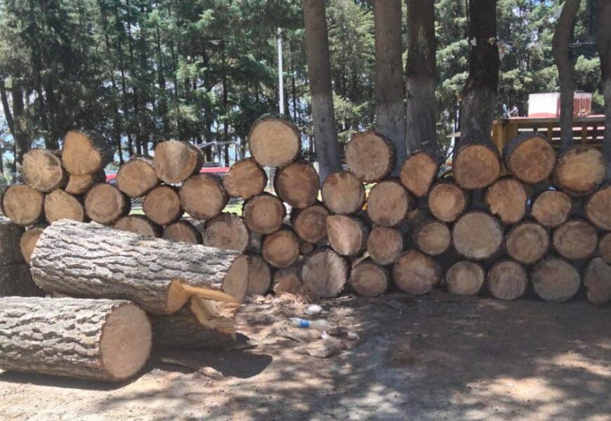 SMA Y SSC resguardan recurso forestal maderable en la Malinche