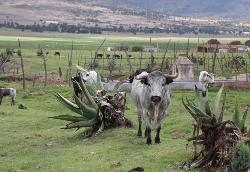 ITDT busca fortalecer la tauromaquia en el estado