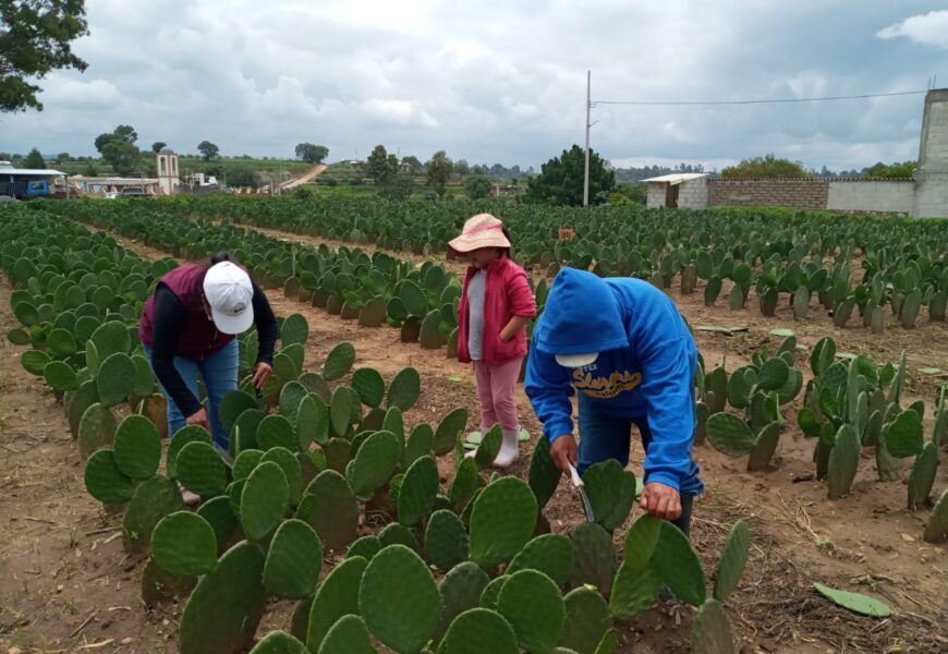 Presenta SIA tres convocatorias en el marco del Día del nopal y la tuna