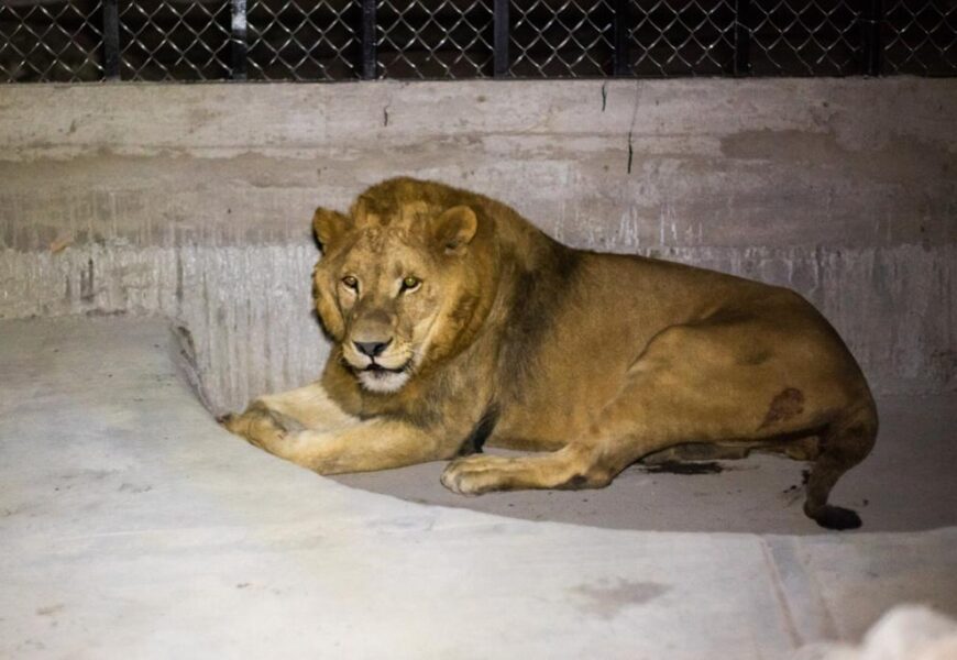 Llegan tres ejemplares felinos al Zoológico del Altiplano