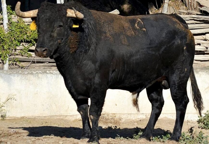 Listos los toros para la Corrida Guadalupana en la Capital Listos los toros para la Corrida Guadalupana en la Capital