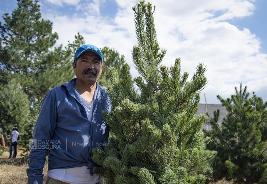 Producción de árboles de navidad en Panotla